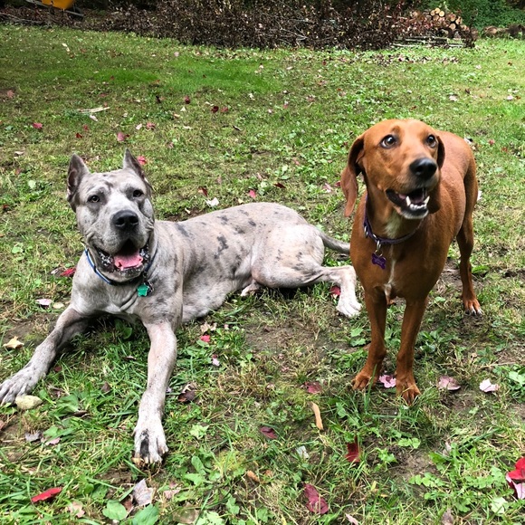 Meet your Posher, Elizabeth - Picture 4 of 5